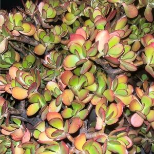 Gorgeous red, orange, yellow jade succulent cuttings
